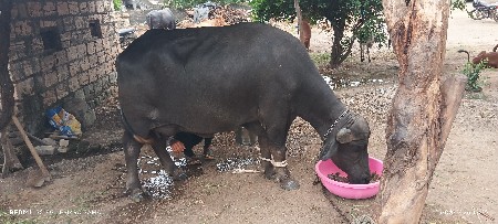 1 વેતર