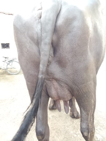 ભેંસ વેચવાની છે