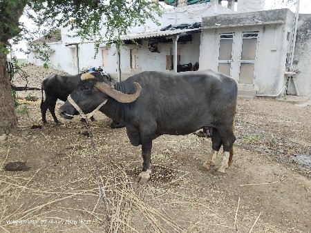 ભેંસ વેચવાની છે