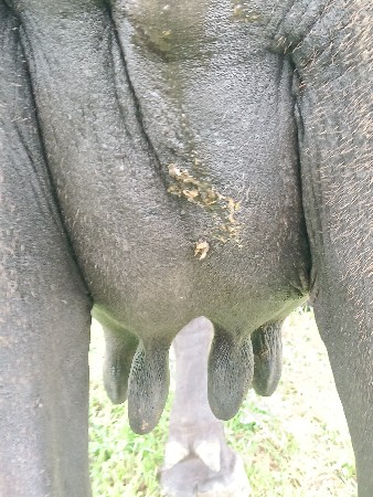 ભેંસ વેચવાની છે