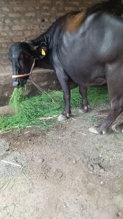 ત્રીજું, વેતર