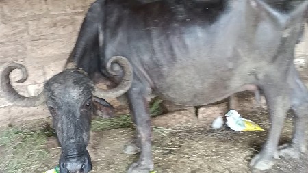 ભેંશ વેચવાની છે