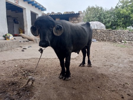 પાડો વેચવાનો છે