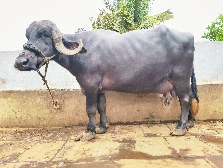 ભેંસ વેચવાની