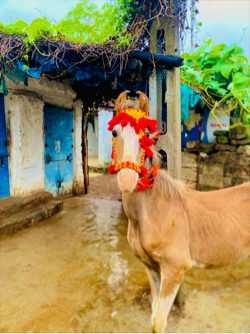 વશેરો છે