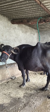 ભેંસ વેશવાની છે