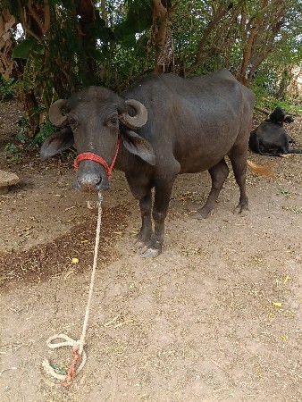 ખડેલી વેચવા ની છે ગાભની