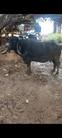 ઞઞ