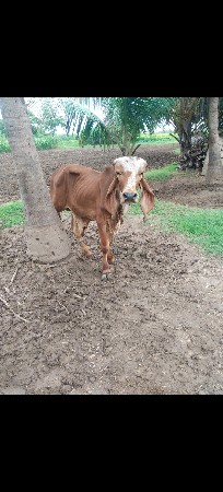 ખૂટ દેવાનો છે