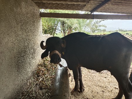 ભેંશ વેસવાની છે