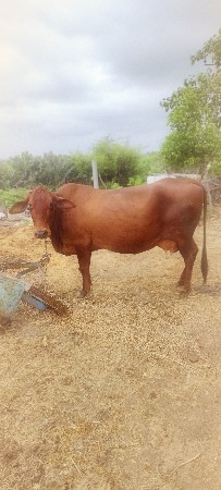 જર્સી ગાય