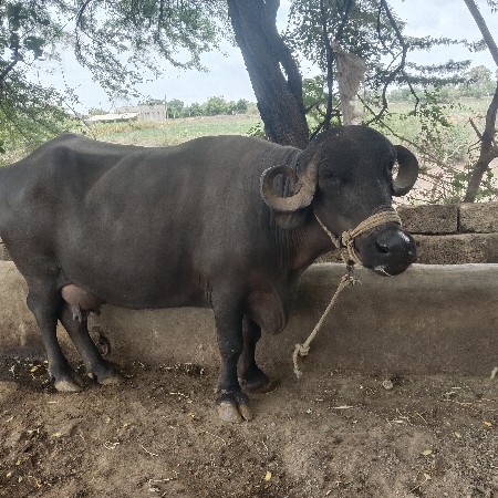 ભેંસ વેચવાની છે