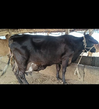 જર્સી તાજી વ્યાનલ