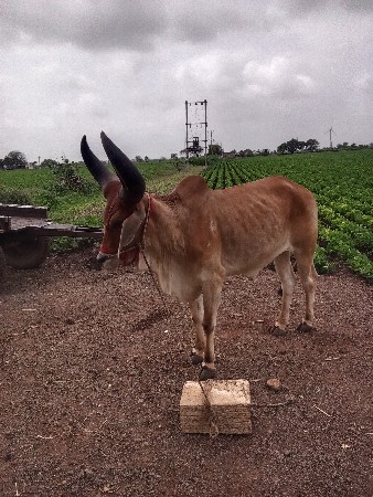 માકડા 1 
ધર