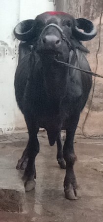 ભેંસ વેચવાનું છે