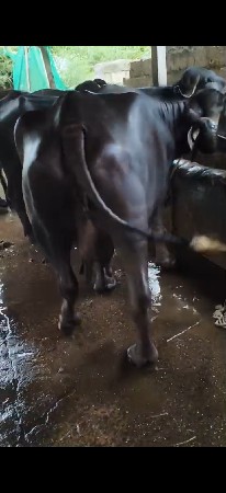 ભેંસ વેચવાની છે