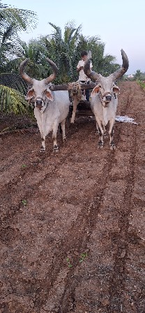 બળદ વેચવાના છે