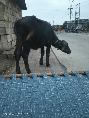 જાફરાબાદી પાડો વેચવાનો છે