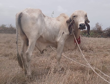 આ વાસરડો વેચવા છે