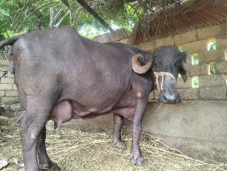 3 જૂ વેતર વ્યનેલી