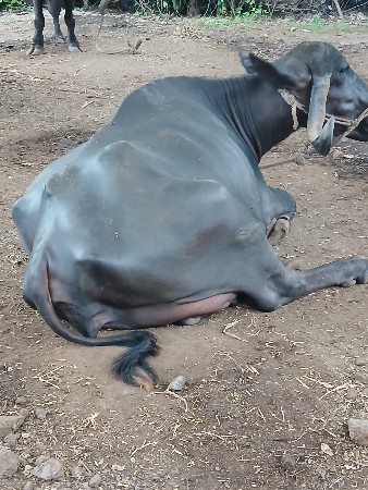 ભેસ