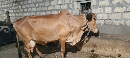 ગાય વેશવાનીછે