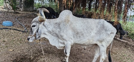 બળદ વેચવાનો છે