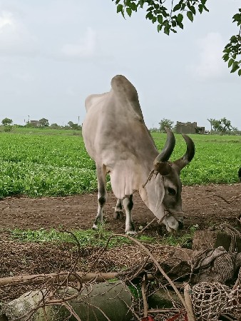 4 વાવણી વાવેલો  જમણીયાર