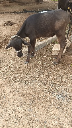 પાડી