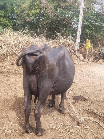 ભેંસ વેચવાની છે