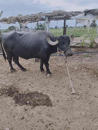 ચોથું વેતર વિયાછે
