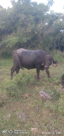 ખડેલી