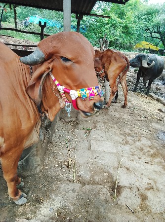 ગીરહોડકીવેચવાનિછે