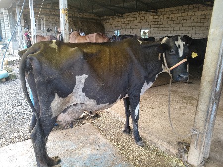 એચએફ ગાય વેચવાની છે