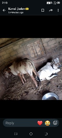 આ બે ઓડકી વેસવાની સે