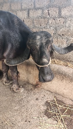 ભેંસ વેચવાની છે