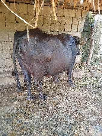 ભેંસ વેચવાની છે