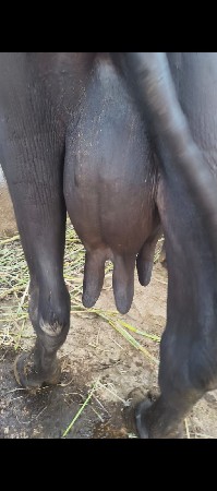 ભેંશ વેચવાની છે