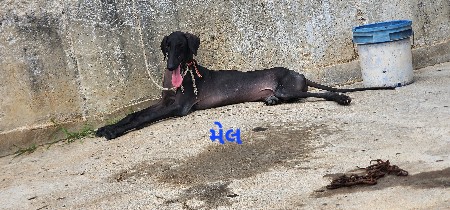 મેલ.ફિમેલ વેચવા ના સે