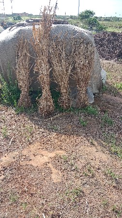 નિરણ વેચવાની છે