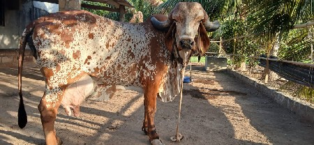 vesvi