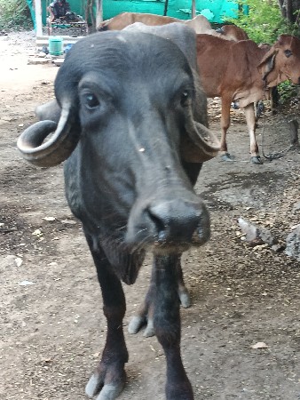 કુઢી ખડેલી વેચવાની છે