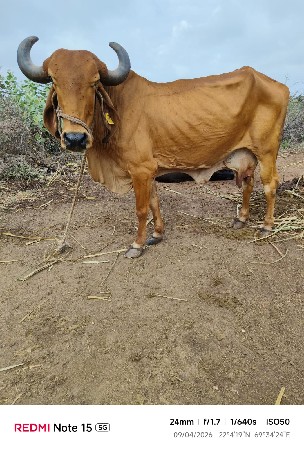 આ ગાય વેચવાની છે