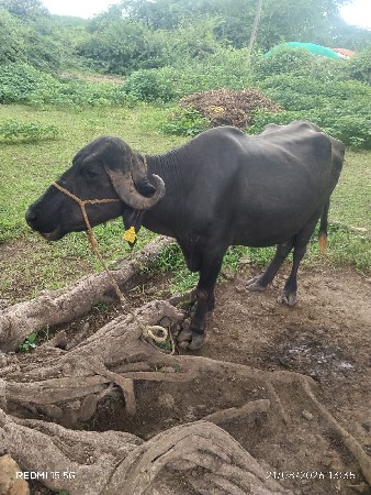 પૅલુવૅતર