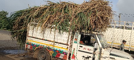 શેરડી વેચવા ની છે
