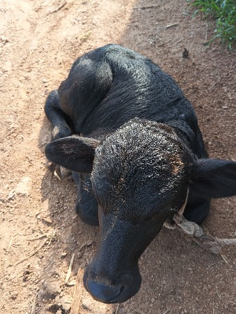 ભેંસ વેચવાની છે