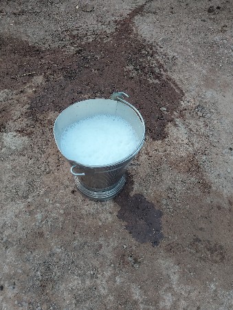 ગાય
