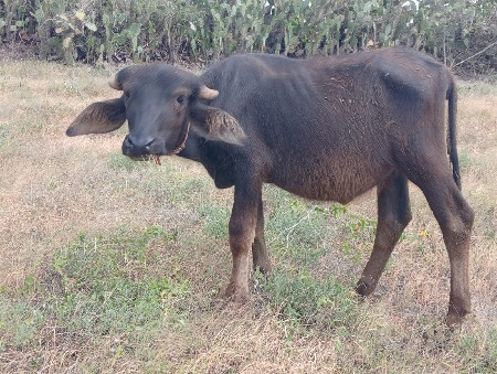 બે પાડી વેચવા ની છે