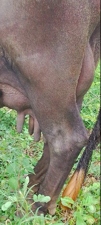 ભેંસ વેચવાનું છે