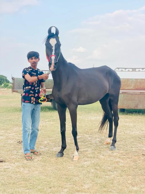 ઘોડી છે